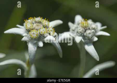 Edelweiss, leontopodium alpinum Foto Stock