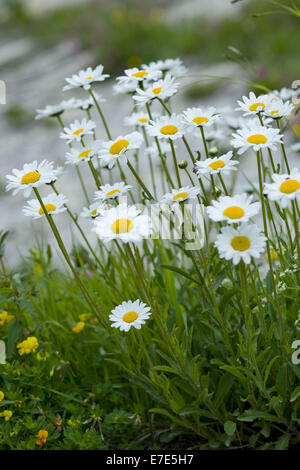 Luna alpine daisy, leucanthemopsis alpina Foto Stock