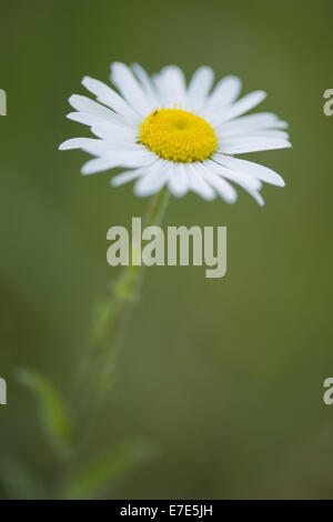 Margherita occhio di bue, leucanthemum vulgare Foto Stock