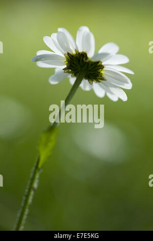 Margherita occhio di bue, leucanthemum vulgare Foto Stock