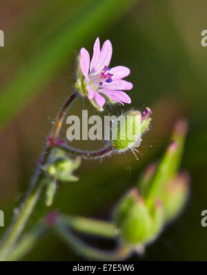 Colomba di piede di Cranesbill. Hurst Prati, West Molesey Surrey, Inghilterra. Foto Stock