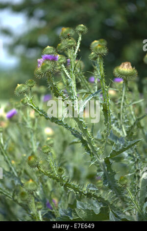 Scotch thistle, onopordum acanthium Foto Stock