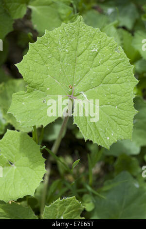 Butterbur bianco, Petasites albus Foto Stock