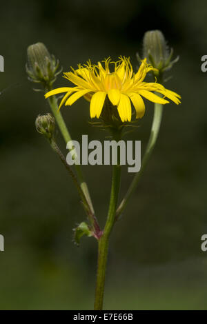 Hawkweed, oxtongue picris hieracioides ssp. hieracioides Foto Stock