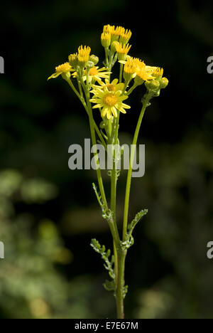 Erba tossica, Senecio Foto Stock