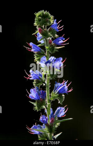 Euroasia viola di fiori selvatici. Fotografato in Armenia Foto Stock