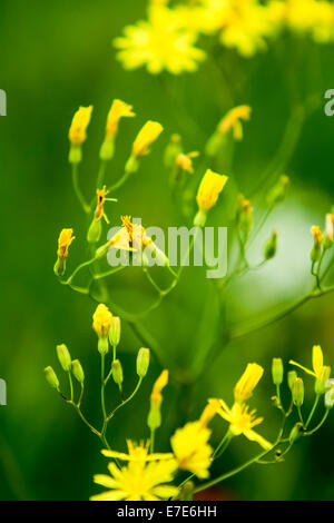 Euroasia giallo fiori selvatici. Fotografato in Armenia Foto Stock