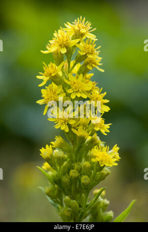 Oro europeo, solidago virgaurea Foto Stock