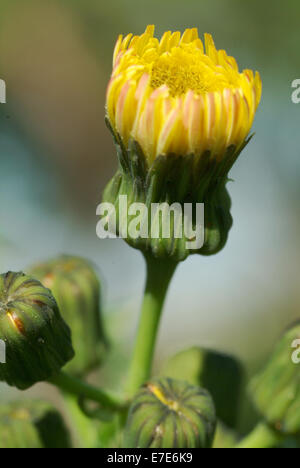 Sharp-frange sow thistle, sonchus asper Foto Stock