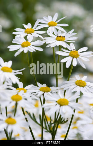 Corymbflower tansy, tanacetum corymbosum Foto Stock