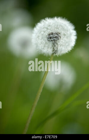 Comune di tarassaco, Taraxacum officinale Foto Stock