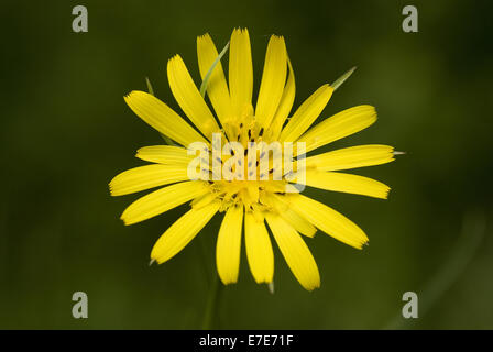 Prato, salsefrica tragopogon pratensis Foto Stock