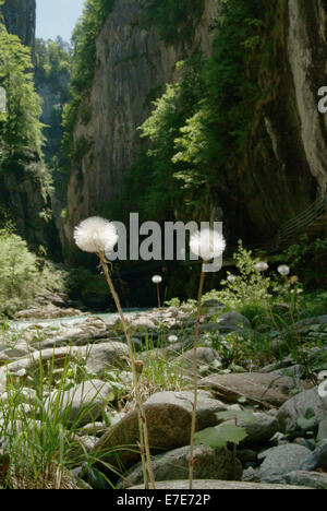 Coltsfoot, Tussilago farfara Foto Stock