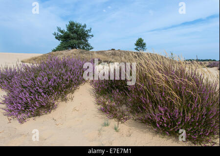 Comune di heather (Calluna vulgaris) in Hoge Veluwe National Park, Gelderland, Paesi Bassi Foto Stock