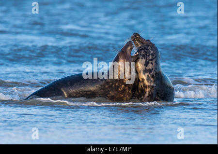 Le foche grigie, Halichoerus grypus, helgoland, mare del Nord, Germania Foto Stock