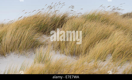 Sanddunes, helgoland, mare del Nord, Germania Foto Stock