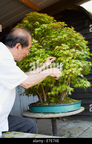 La potatura di un albero di bonsai Foto Stock