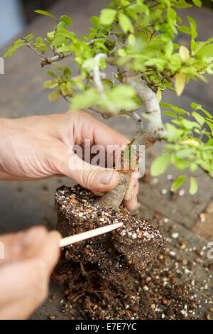 Rimozione dello sporco dalla radice del bonsai Ulmus parvifolia (Olmo cinese) Foto Stock