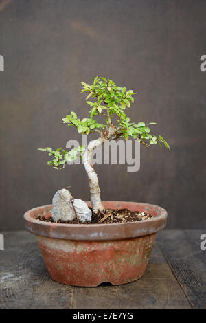 Bonsai Ulmus parvifolia (Olmo cinese), addestrato a crescere 'root su rock' Foto Stock