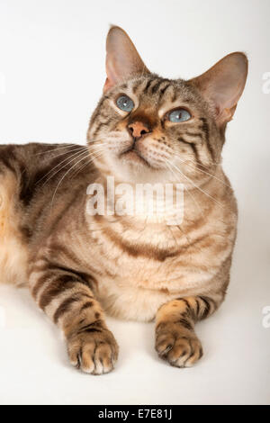 Gatto bengala sdraiato guardando in alto Foto Stock