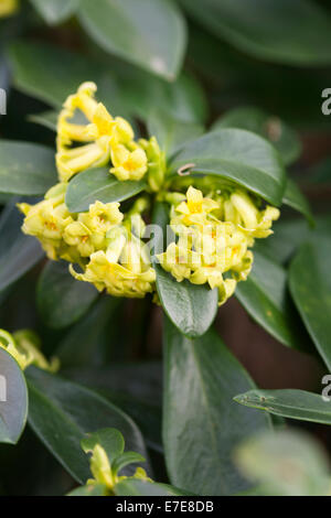 Daphne laureola Foto Stock