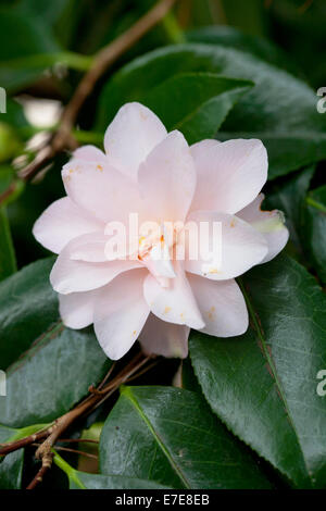 Camellia japonica 'Hagoromo' Foto Stock