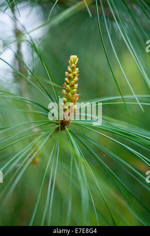 Pinus armandii (Cinese di pino bianco) Foto Stock