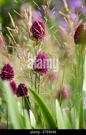 Allium sphaerocephalon ed erbe Foto Stock