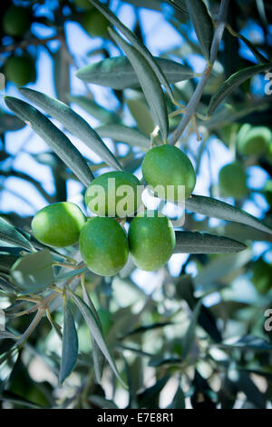 Una chiusura di olive su un ramo Foto Stock