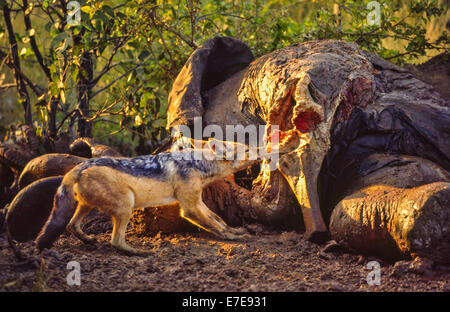 BLACK BACKED JACKAL alimentazione sulle ossa di elefante Foto Stock