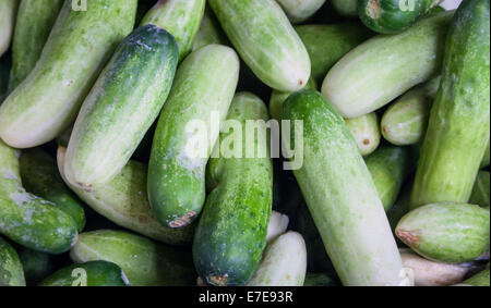 Verde Fresco cetriolo collezione outdoor su un mercato Foto Stock