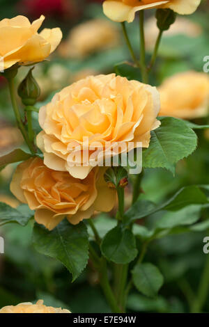 Rosa assolutamente favolosa 'Wekvossutono' Foto Stock