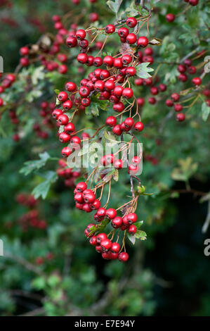 Biancospino, quickthorn o può tree, Crataegus monogyna con abbondante mature di bacche rosse in tarda estate Foto Stock