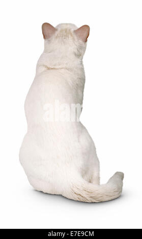 Khao Manee shorthair cat Foto Stock