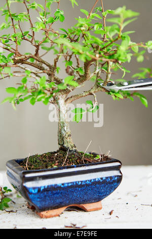 Bonsai Ulmus parviflora (Olmo cinese) Foto Stock