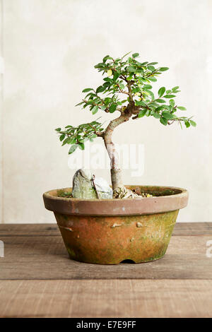 Bonsai Ulmus parvifolia (Olmo cinese), addestrato a crescere 'root-over-rock' Foto Stock