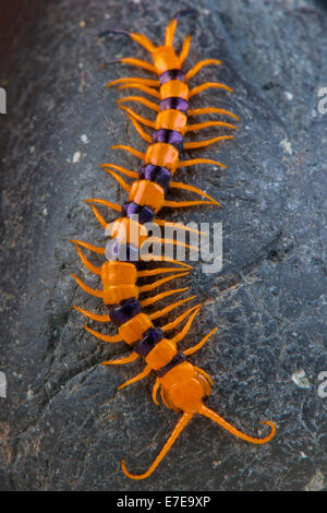 Il gigante indiano tiger centipede / Scolopendra hardwickei Foto Stock