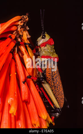 Schiuma KOPPIE GRASSHOPPER colorate di rosso e verde su un RED HOT POKER FLOWER NATAL SUD AFRICA Foto Stock