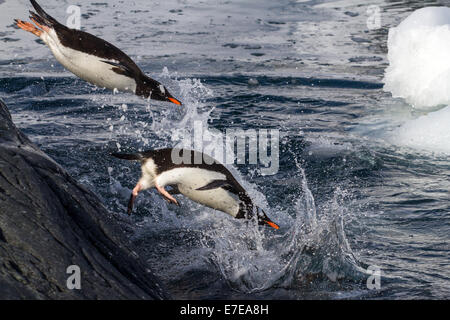 I pinguini Gentoo saltando in acqua dalla roccia Foto Stock