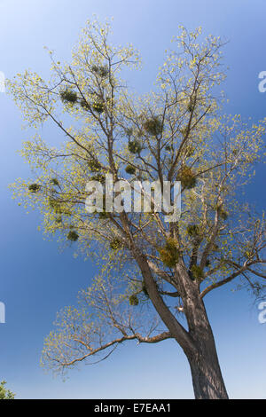 Misteltoes nella struttura ad albero, schönermark, uckermark district, Brandeburgo, Germania Foto Stock