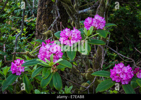 Rhododendrons in the forest of Yaquina Bay State Park, Newport, Oregon, USA. Foto Stock