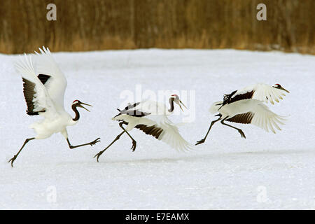 Rosso-incoronato gru tenendo spento Foto Stock