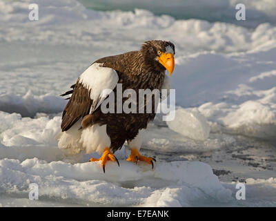 Steller's sea eagle appollaiato su ghiaccio floe Foto Stock