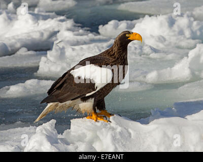 Steller's sea eagle appollaiato su ghiaccio floe Foto Stock