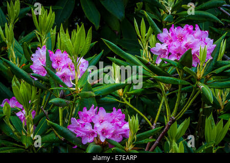 Rhododendrons in the forest of Yaquina Bay State Park, Newport, Oregon, USA. Foto Stock