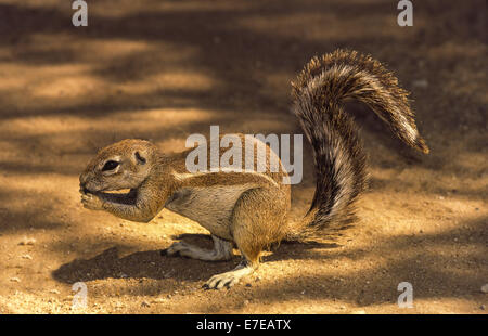 Capo scoiattolo di terra nel Kalahari (Xerus inauris) Foto Stock