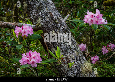 Rhododendrons in the forest of Yaquina Bay State Park, Newport, Oregon, USA. Foto Stock