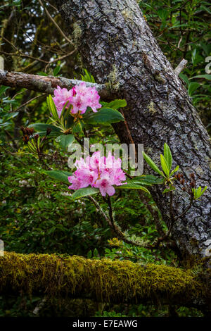 Rhododendrons in the forest of Yaquina Bay State Park, Newport, Oregon, USA. Foto Stock