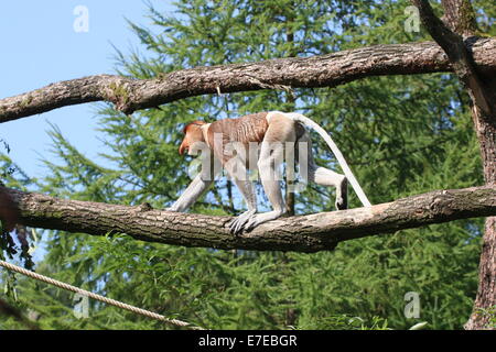Proboscide maschio o a becco lungo (scimmia Nasalis larvatus) passeggiate in alto su un ramo a Apenheul Primate Zoo Foto Stock
