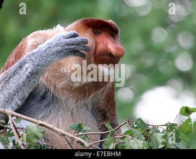 Maschio adulto proboscide o a becco lungo (scimmia Nasalis larvatus) graffiare il suo naso Foto Stock